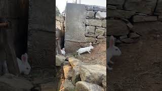 Rabbit home rabbits newzeland white rabbit shortsvideo newzealandrabbit sativlogs [upl. by Ahsiryt]