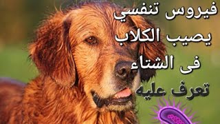 فيروس خطير يصيب الكلاب فى الشتاء🐕🩺 تعرف عليه [upl. by Naro]