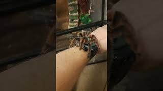 handling the Pinktoe tarantula [upl. by Monda]