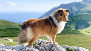 Essential Grooming Practices for Shetland Sheepdogs [upl. by Rot815]