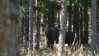 In Zweden Elanden zoeken  Search for moose  elk [upl. by Cris]