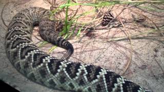 Large Venomous Eastern Diamondback Rattlesnake at the Atlanta Zoo [upl. by Pohsib]