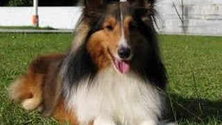 Shetland Sheepdog Sheltie [upl. by Tupler809]