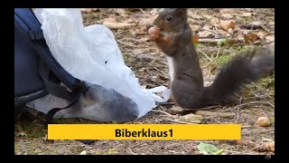 Eichhörnchen bedient sich aus der Futtertüte Eichhörnchenwald Fischen im Allgäu [upl. by Meneau776]