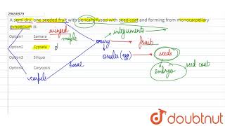 A samm dry one seeded fruit with pericarp fused with seed coat and forming from monocarpellary [upl. by Mad]