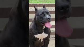 black pitbull beast 😬😲dog 10millionview 100ksubscribers [upl. by Dleifxam]