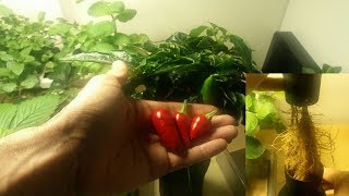 Hydroponic Chili Seed To Harvest Kratky [upl. by Htaras]