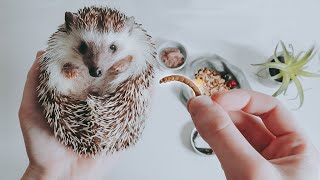 What SHOULD You Be Feeding Your Hedgehog [upl. by Ki]