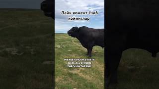 Неча кг чикади mol qoybozor cow hokiz buqaboqish buqalar molbozor qoy bozor funny [upl. by Akemrehs245]