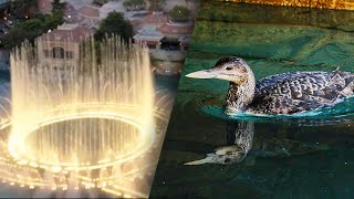 Rare Bird Found in Las Vegas Fountain Returned to Wild [upl. by Colyer]