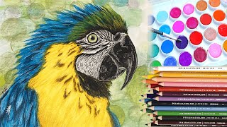 Underpainting with Watercolor for colored pencil art  Parrot drawing with Bokeh background [upl. by Gadmann526]