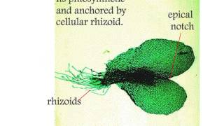 Pteropsida Life Cycle of Nephrolepis [upl. by Rame979]