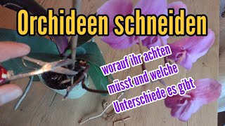 Orchideen schneiden Wie und wann schneidet man Orchideen zurück [upl. by Boote]