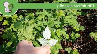 Himbeere und Brombeere  unterscheidenbestimmen im Frühling  170418  PflanzenBestimmung [upl. by Einahpad924]