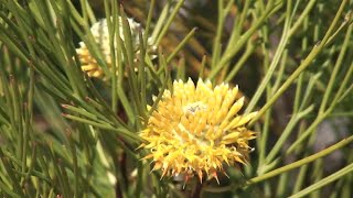 ISOPOGON [upl. by Ras]