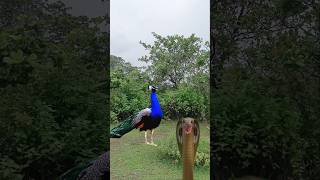 Peacock Catching 🦚 Hungry Peacock shortsviral [upl. by Remot697]