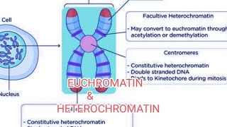 heterochromatin and euchromatin [upl. by Lamaj]