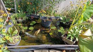 preformed plastic pond liner zone5b [upl. by Williamsen24]