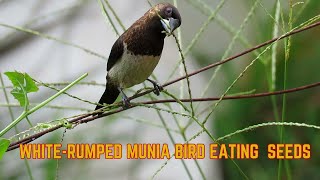 WhiteRumped Munia bird eating seeds [upl. by Diantha]