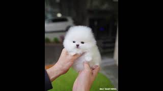 Cuccioli Volpino Pomerania Toy maschi femmine in vendita video 2 [upl. by Ahsenad]