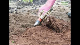 How to Plant Astilbe [upl. by Onitnerolf]