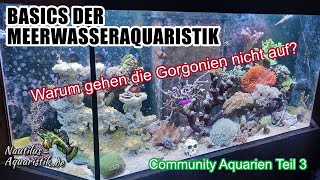 Community Aquarien  Warum gehen die Gorgonien nicht auf [upl. by Sawyor]