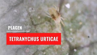 Spint  Tetranychus urticae  Plagen [upl. by Fisch]