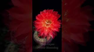 Time lapse flower cactus blooming Witness the magical beauty of a cactus flower in full bloom P26 [upl. by Negiam]