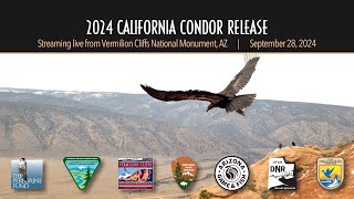 2024 California Condor Release hosted by The Peregrine Fund amp Bureau of Land Management [upl. by Selry]