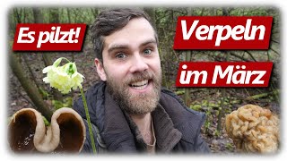 Pilze ohne Ende  Verpeln in Massen statt Morcheln Auwald Tour  5 Arten im März [upl. by Rimhsak63]