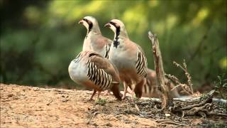 Chukar חוגלת סלעים [upl. by Tiffani935]