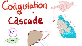 The Coagulation Cascade  Intrinsic amp Extrinsic Most COMPREHENSIVE Explanation  Hematology [upl. by Ennagem414]