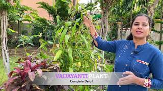 Vaijayanti Seeds  Grow Pearl at Home  Plant Care amp Benefits [upl. by Aramahs415]