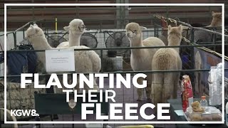 Yamhill County fairgrounds host more than 300 alpacas for shows and competitions [upl. by Betthezel604]