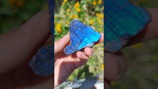 Insane blue labradorite specimen thefinders gemstone labradorite [upl. by Corvin135]