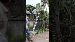 Cutting down tree clean up cuttingdowntrees cleanup cuttingdown clean [upl. by Maddock481]