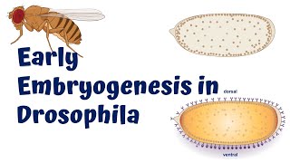 Early Embryogenesis in Drosophila  Animation Video [upl. by Anived849]