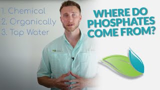 How do Phosphates get into Swimming Pools  Orenda Whiteboard [upl. by Gnim]