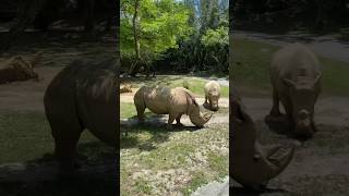 Kilimanjaro Safaris Animal Kingdom White Rhinos [upl. by Atnad]