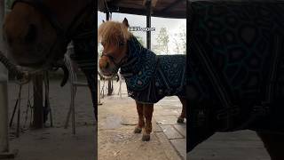 Wir lieben es 🥲 IGmystarwave minishetty equestrian horses cold spring fail [upl. by Islaen]