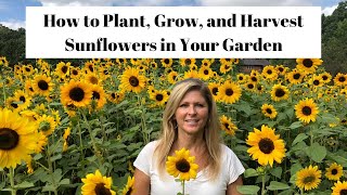 How to Plant Grow amp Harvest Sunflowers in Your Garden 🌻 [upl. by Akenit]