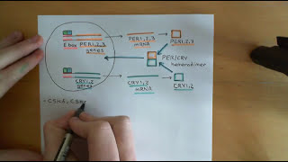 Circadian Clocks Part 3 [upl. by Kussell]