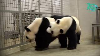 Panda Mating Season And Mating Behaviours  Jia Jia and Kai Kai  River Safari Singapore Zoo [upl. by Aruol]