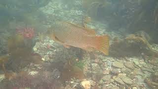 Ballen Wrasse Crownhill Bay Plymouth 270822 [upl. by Adaynek546]