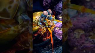 The Mighty Peacock Mantis Shrimp Natures Tiny Powerhouse [upl. by Uile]