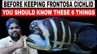 Before Keeping Frontosa Cichlid You Should Know These 6 Care Guides Tips [upl. by Yessak]