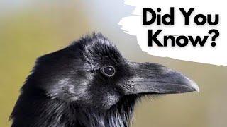 Things you need to know about RAVENS [upl. by Leunam]