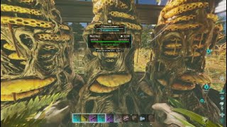 QUEEN BEE TAMING ARK SURVIVAL ASCENDED SINGLEPLAYER The Island [upl. by Halpern431]