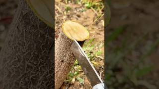 First time try Ploughing Method for my plant ploughing grafting techniques [upl. by Anam]