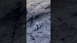 Sensual Penguin Mating🐧 penguin penguins mating cuteanimals [upl. by Hildegarde]